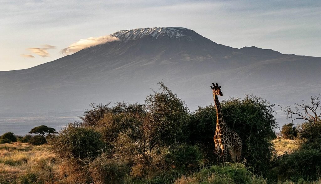 africa, kenya, safari, wildlife, wilderness, nature, national park, landscape, kilimanjaro, savannah, giraffe, kilimanjaro, kilimanjaro, kilimanjaro, kilimanjaro, kilimanjaro