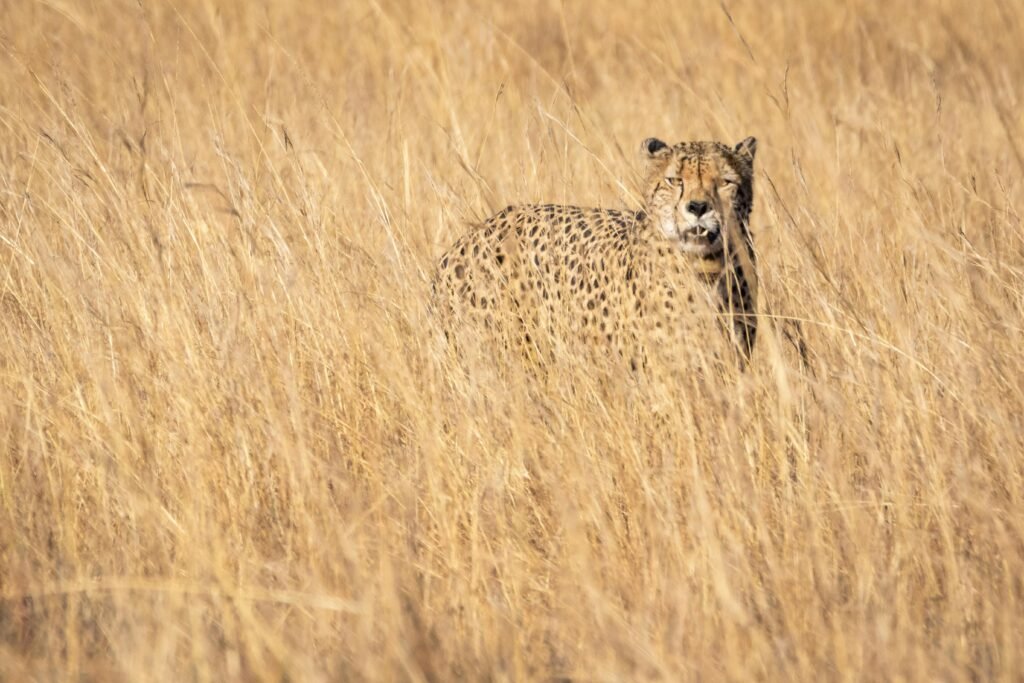 Cheetah blending into tall grass, showcasing natural camouflage in South African savanna.