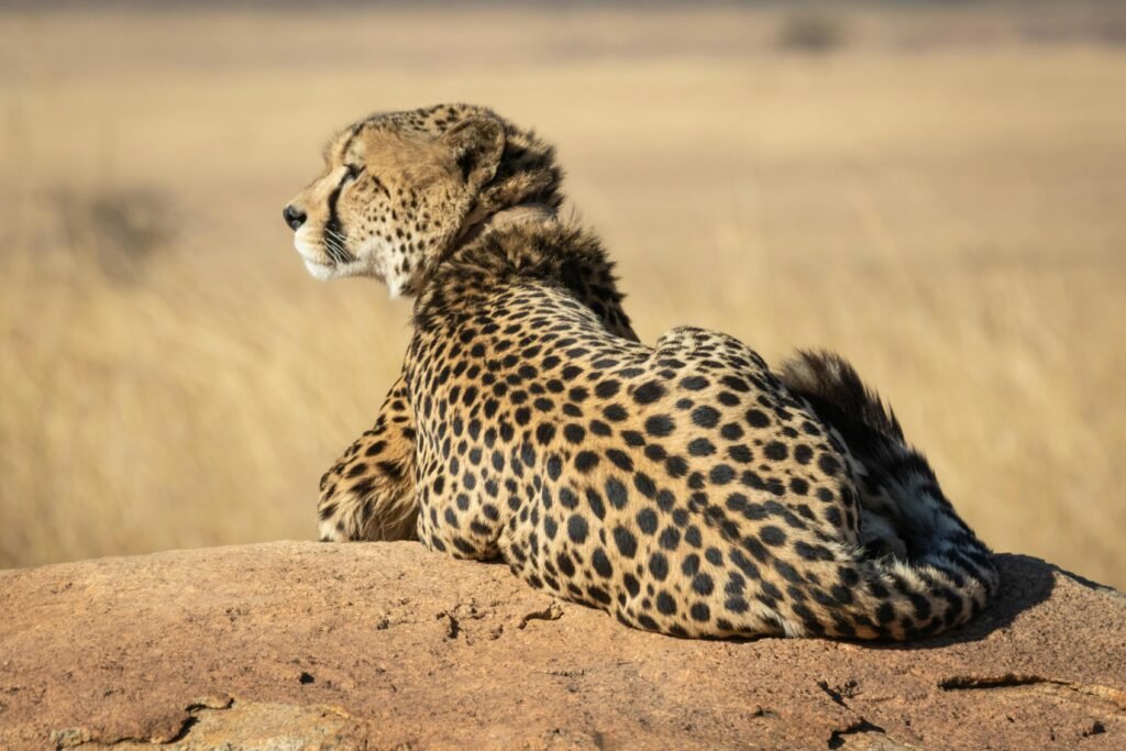 A majestic cheetah (Acinonyx jubatus) basking in the sun on a rock in South Africa.
