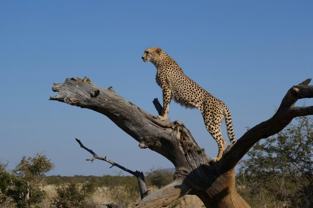 Majestic cheetah on a tree trunk overlooking the savannah, South Africa.