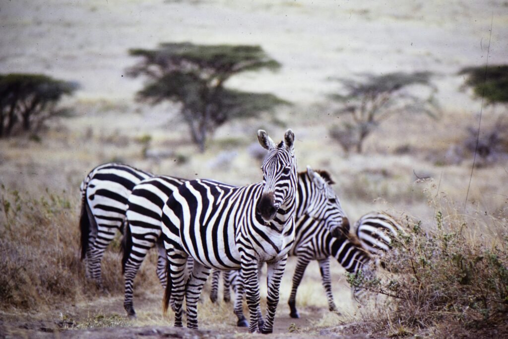 Group of zebras grazing in the sunlit savanna, showcasing their unique stripes.