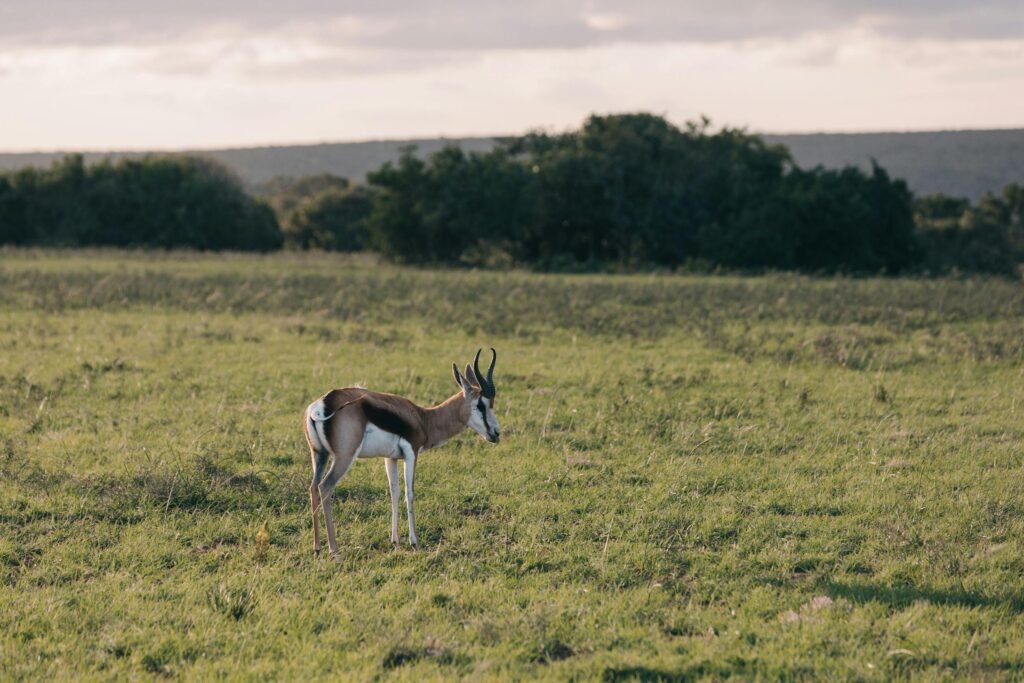 A solitary gazelle grazes in the expansive grasslands of Tanzania, showcasing natural beauty.